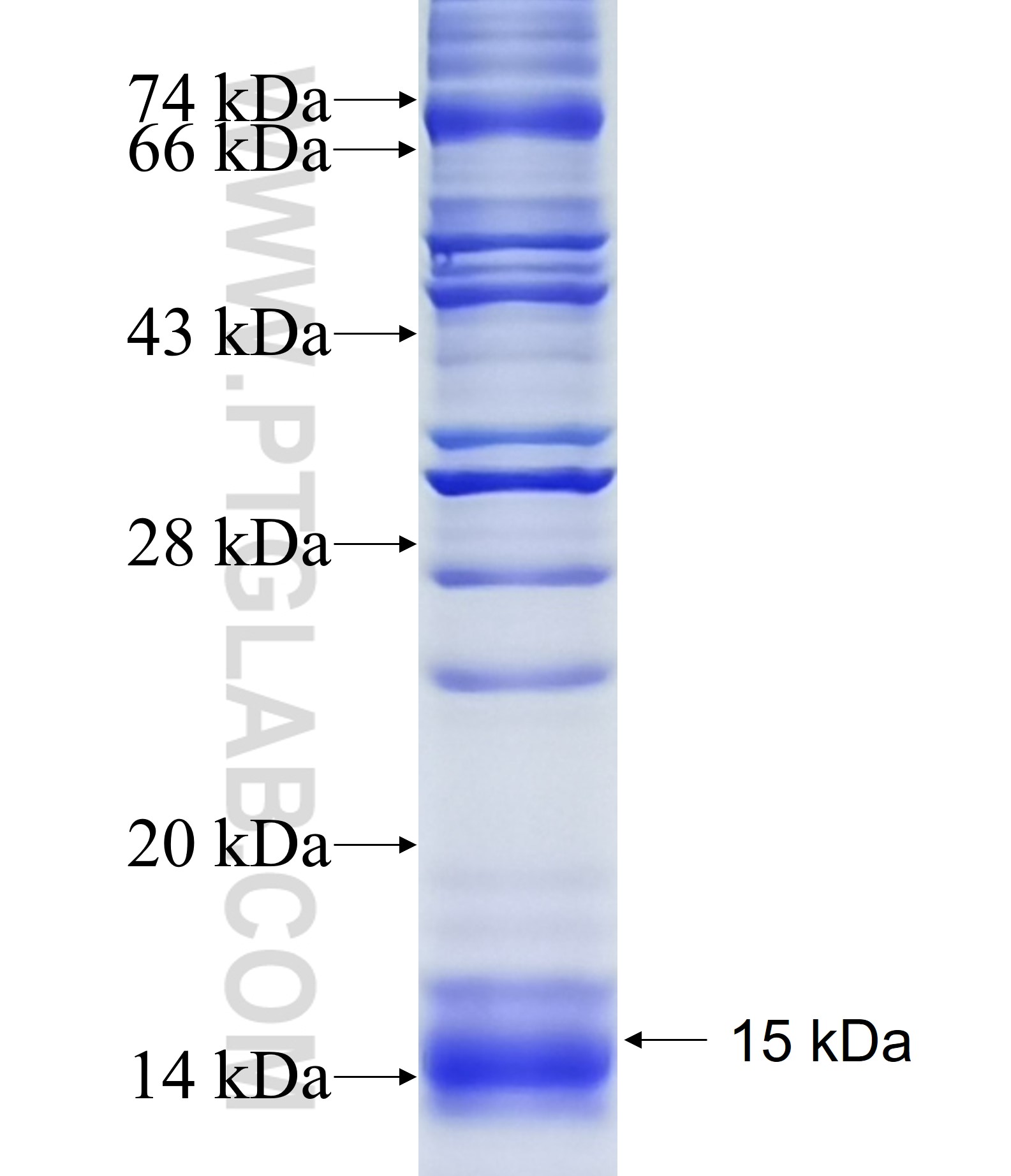 DYNLT3 fusion protein Ag34239 SDS-PAGE