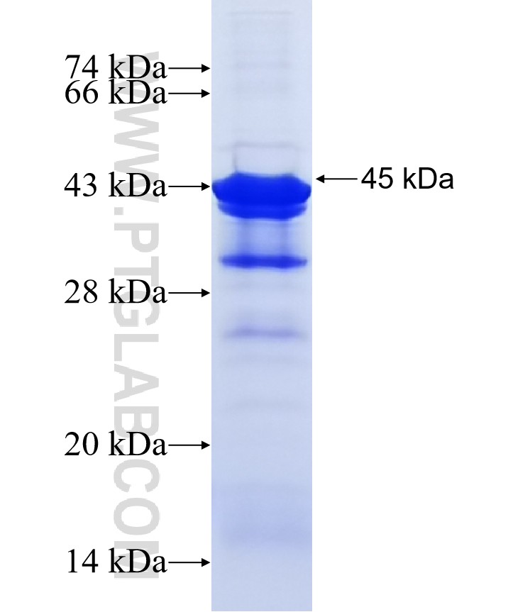 DYRK3 fusion protein Ag39699 SDS-PAGE