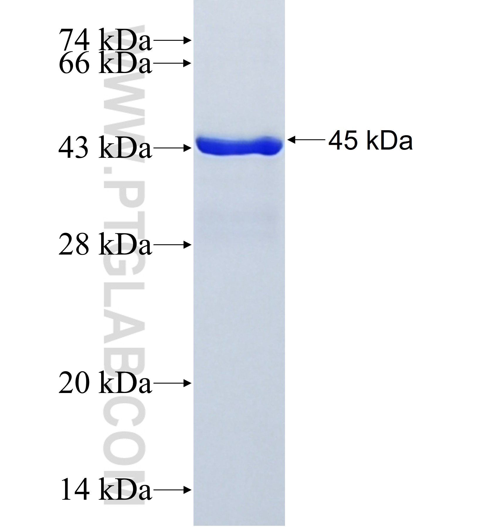 DYRK3 fusion protein Ag41966 SDS-PAGE DYRK3 fusion protein Ag41966 SDS-PAGE