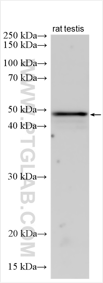 WB analysis using 14522-1-AP