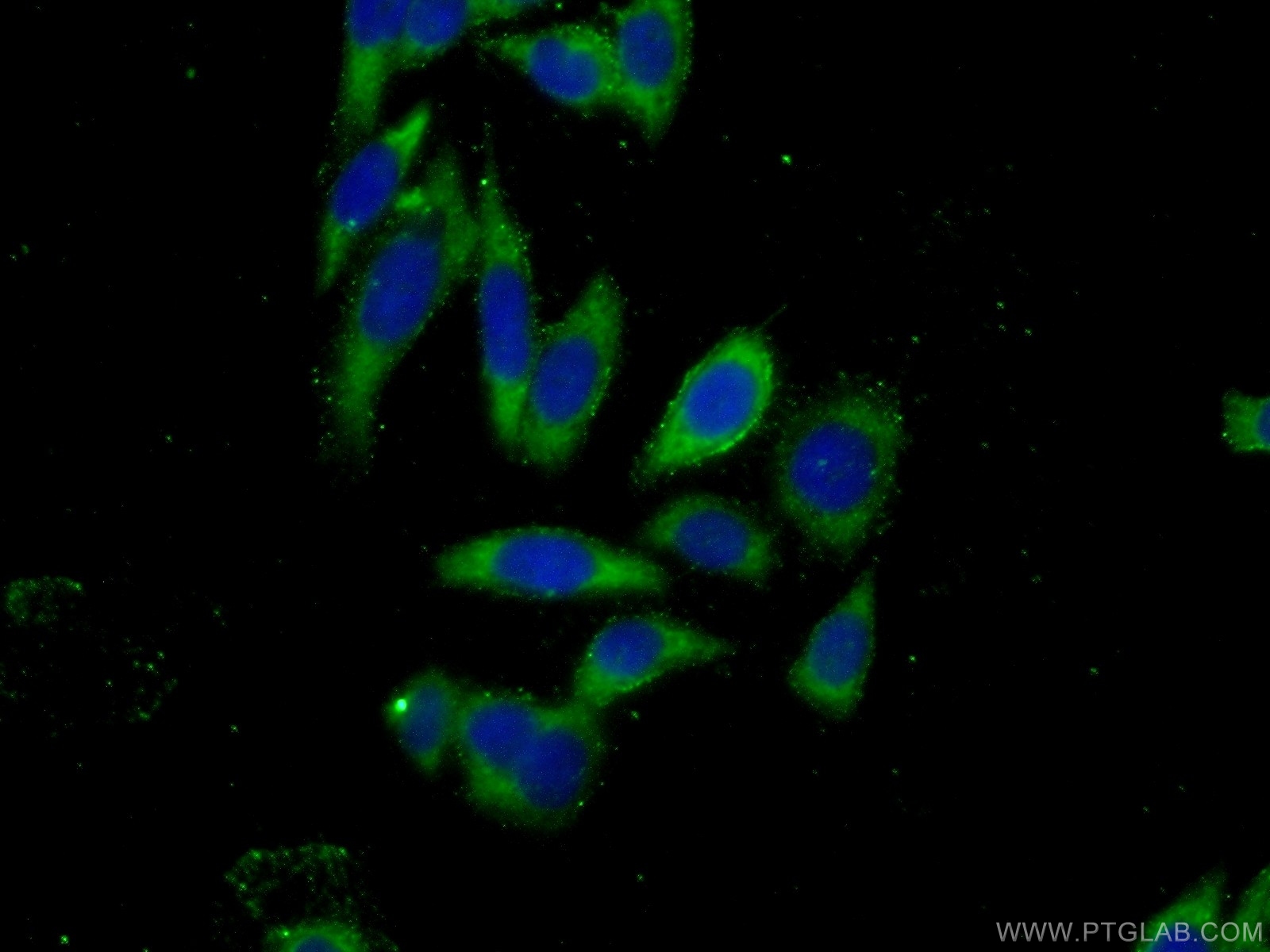 IF Staining of PC-3 using 13779-1-AP