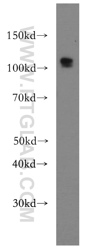 WB analysis of HEK-293 using 13779-1-AP