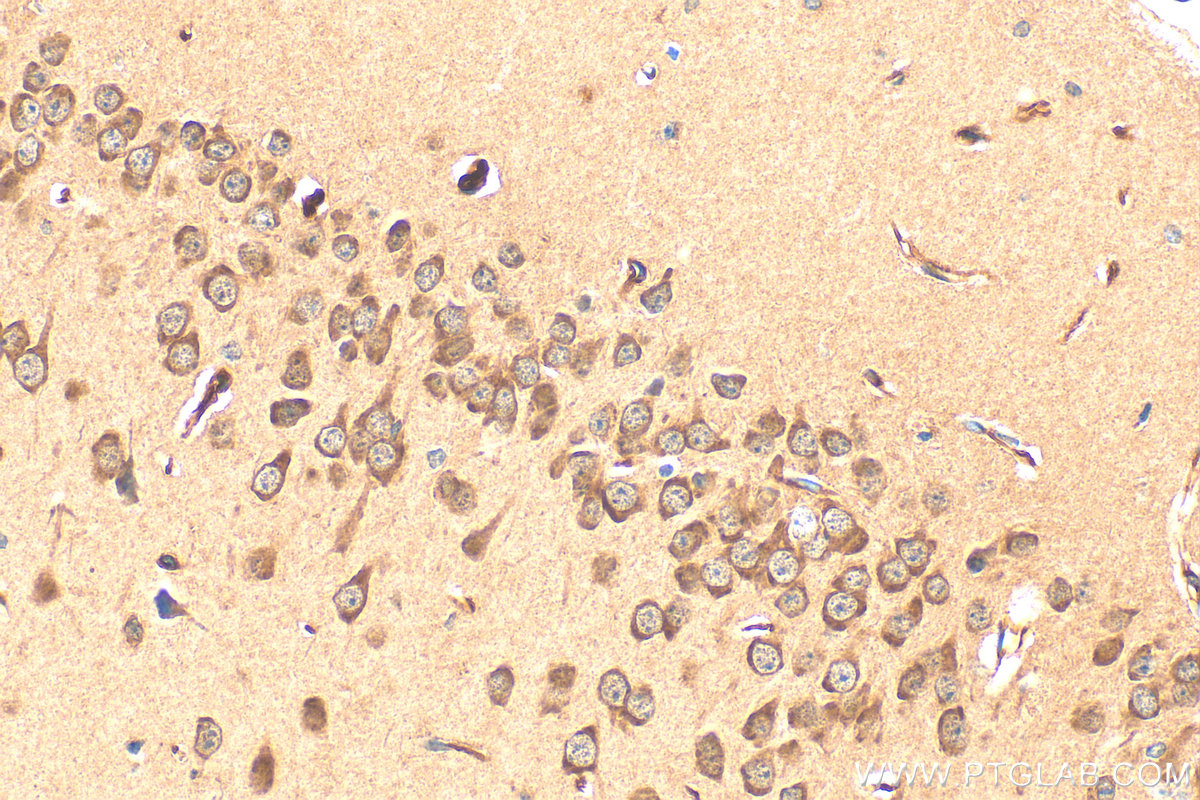 IHC staining of mouse brain using 17274-1-AP