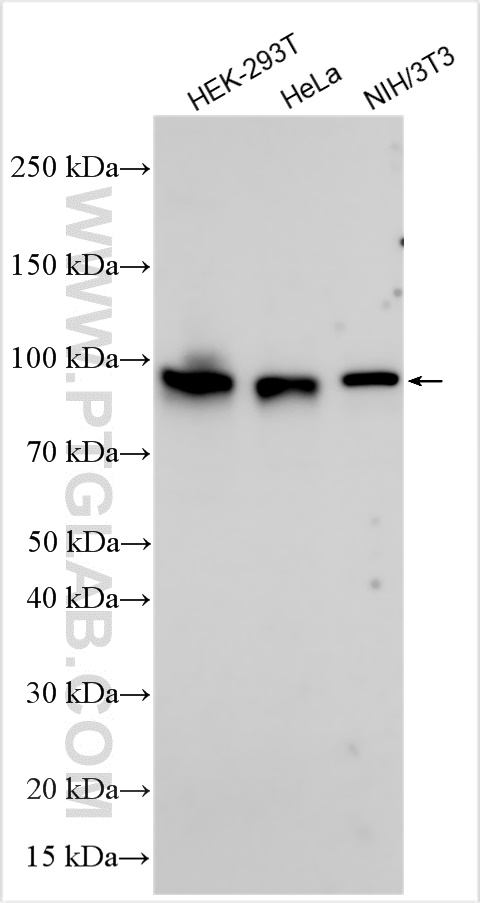 WB analysis using 17274-1-AP