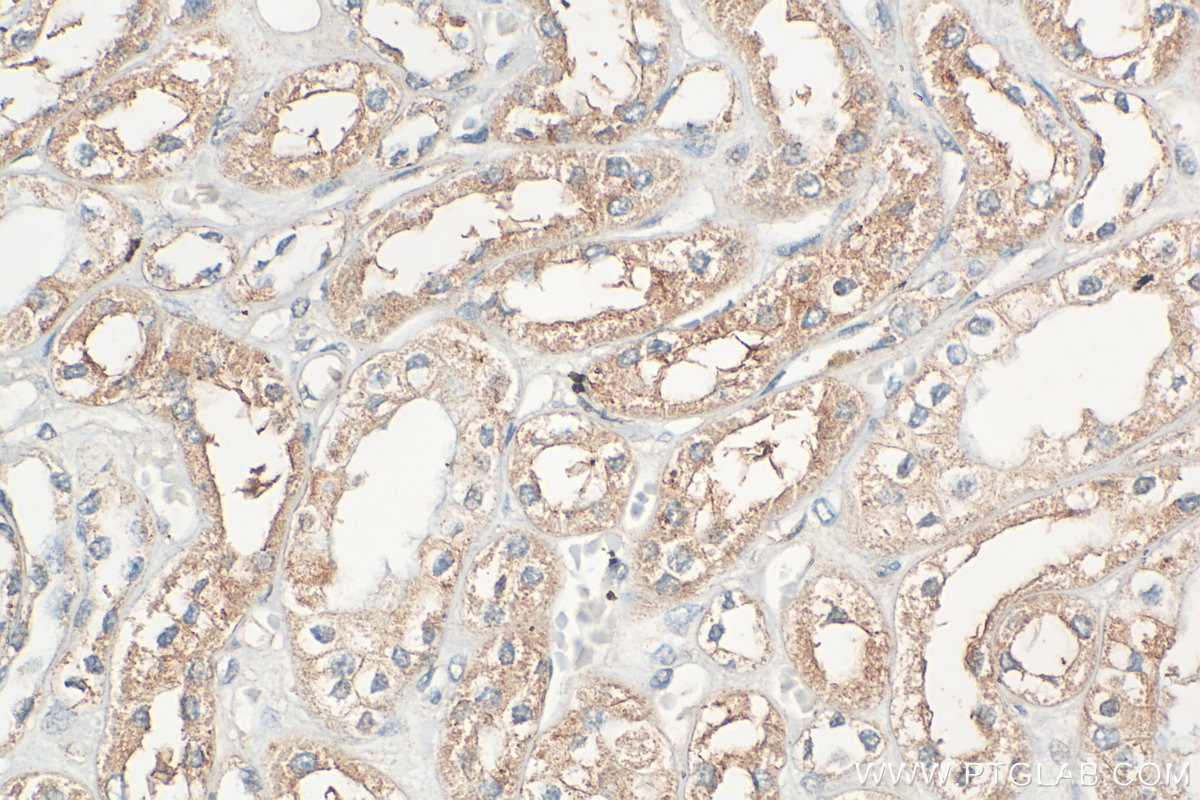 IHC staining of human kidney using 33563-1-AP