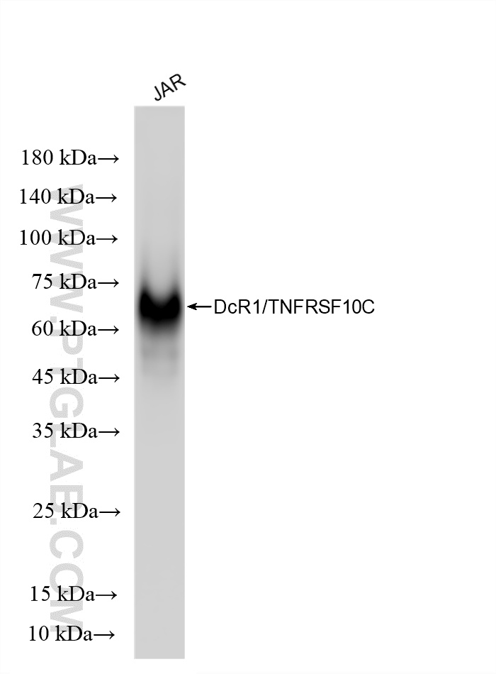 JAR cells lysate was subjected to SDS PAGE followed by western blot with <a class='green' href='/productredirect?CatalogNo=86886-1-RR' target='_blank'>86886-1-RR</a> (DcR1/TNFRSF10C antibody) at dilution of 1:2000 incubated at room temperature for 1.5 hours. This data was developed using the same antibody clone with 86886-1-PBS in a different storage buffer formulation. WB analysis of JAR using 86886-1-RR (same clone as 86886-1-PBS)