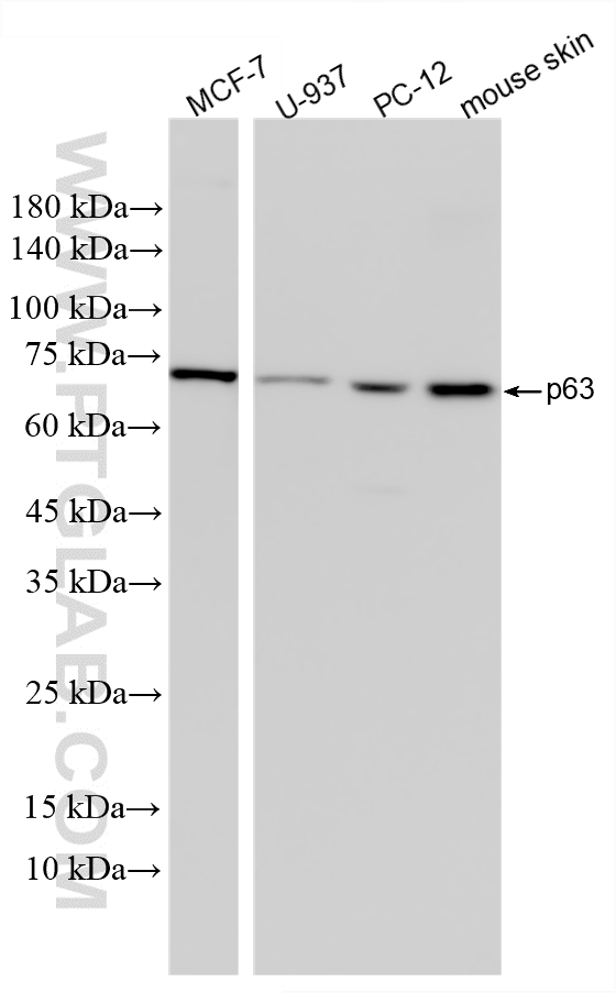 WB analysis using 86154-11-RR