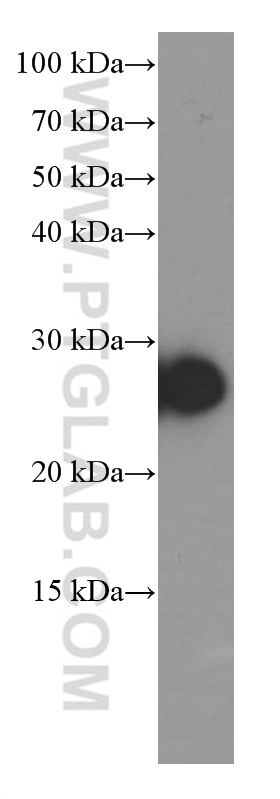 Dermatopontin