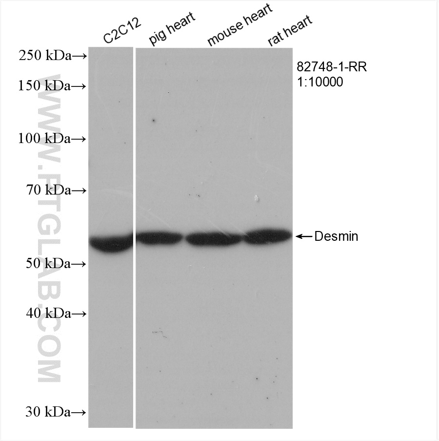 WB analysis using 82748-1-RR