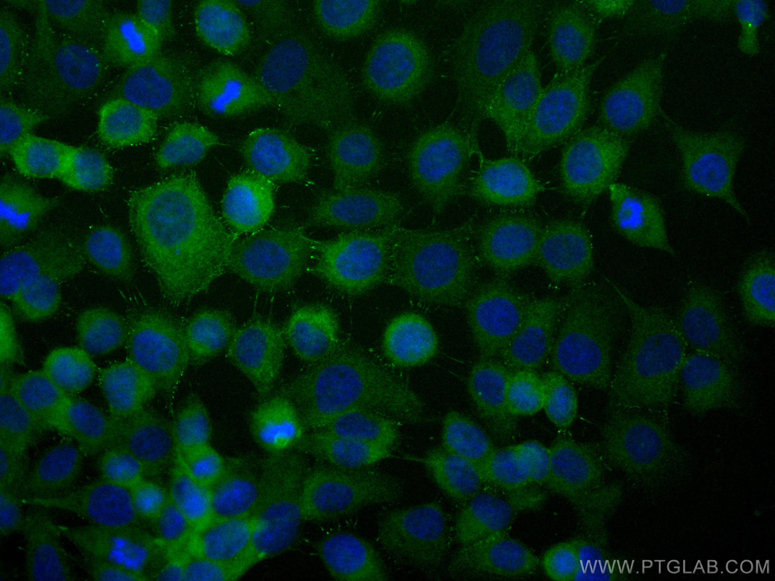 IF Staining of A431 using CL488-25318