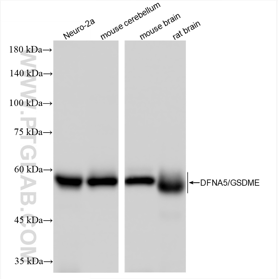 WB analysis using 82955-2-RR