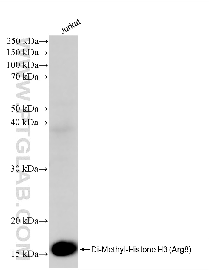 WB analysis of Jurkat using 87625-1-RR WB analysis of Jurkat using 87625-1-RR