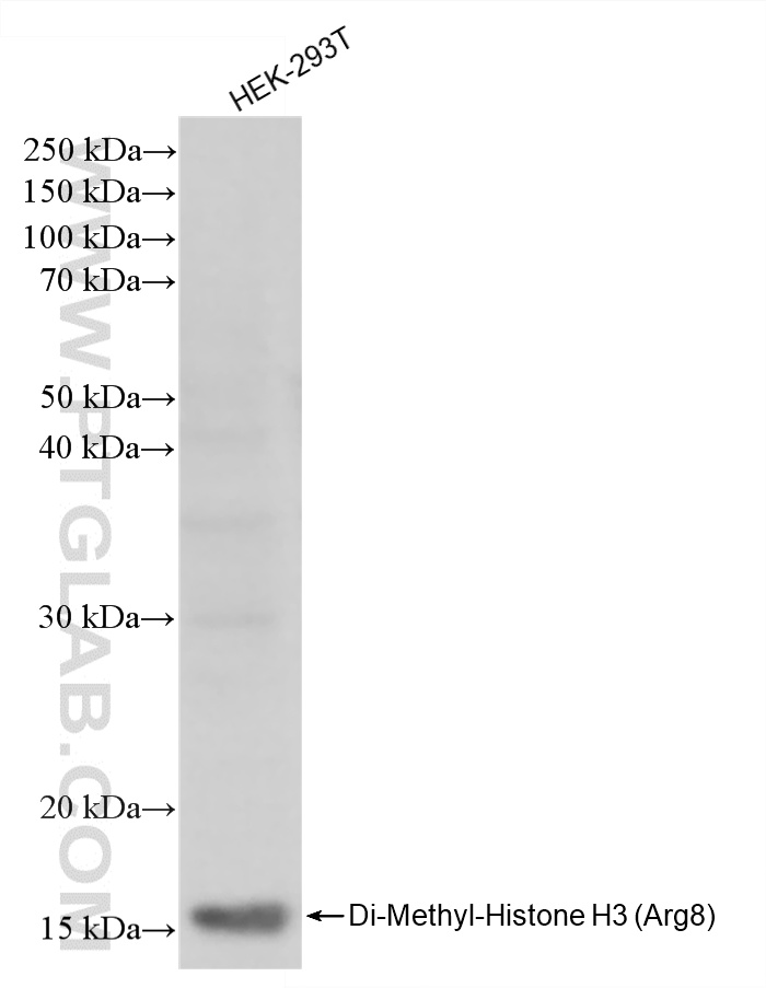 WB analysis of HEK-293T using 87625-1-RR WB analysis of HEK-293T using 87625-1-RR