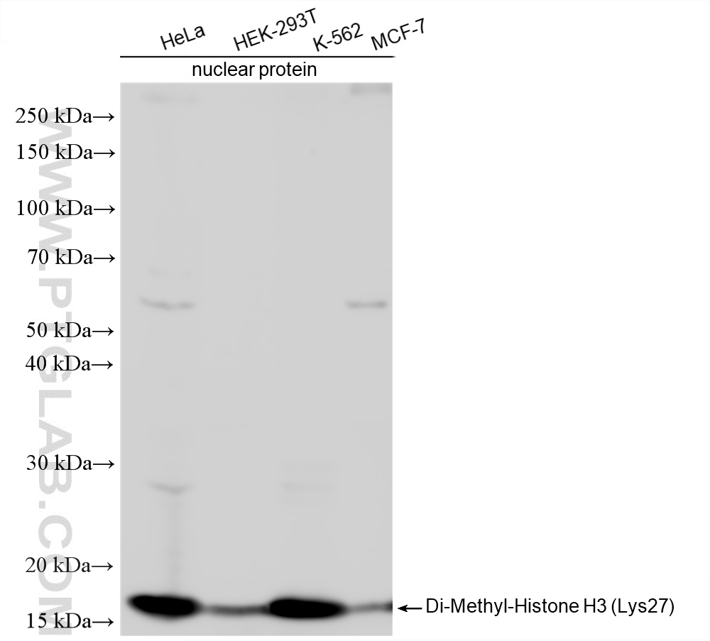 Various lysates were subjected to SDS PAGE followed by western blot with <a class='green' href='/productredirect?CatalogNo=86890-2-RR' target='_blank'>86890-2-RR</a> (Di-Methyl-Histone H3 (Lys27) antibody) at dilution of 1:1000 incubated at room temperature for 1.5 hours. This data was developed using the same antibody clone with 86890-2-PBS in a different storage buffer formulation. WB analysis using 86890-2-RR (same clone as 86890-2-PBS)