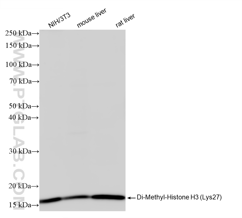 Various lysates were subjected to SDS PAGE followed by western blot with <a class='green' href='/productredirect?CatalogNo=86890-2-RR' target='_blank'>86890-2-RR</a> (Di-Methyl-Histone H3 (Lys27) antibody) at dilution of 1:1000 incubated at room temperature for 1.5 hours. This data was developed using the same antibody clone with 86890-2-PBS in a different storage buffer formulation. WB analysis using 86890-2-RR (same clone as 86890-2-PBS)