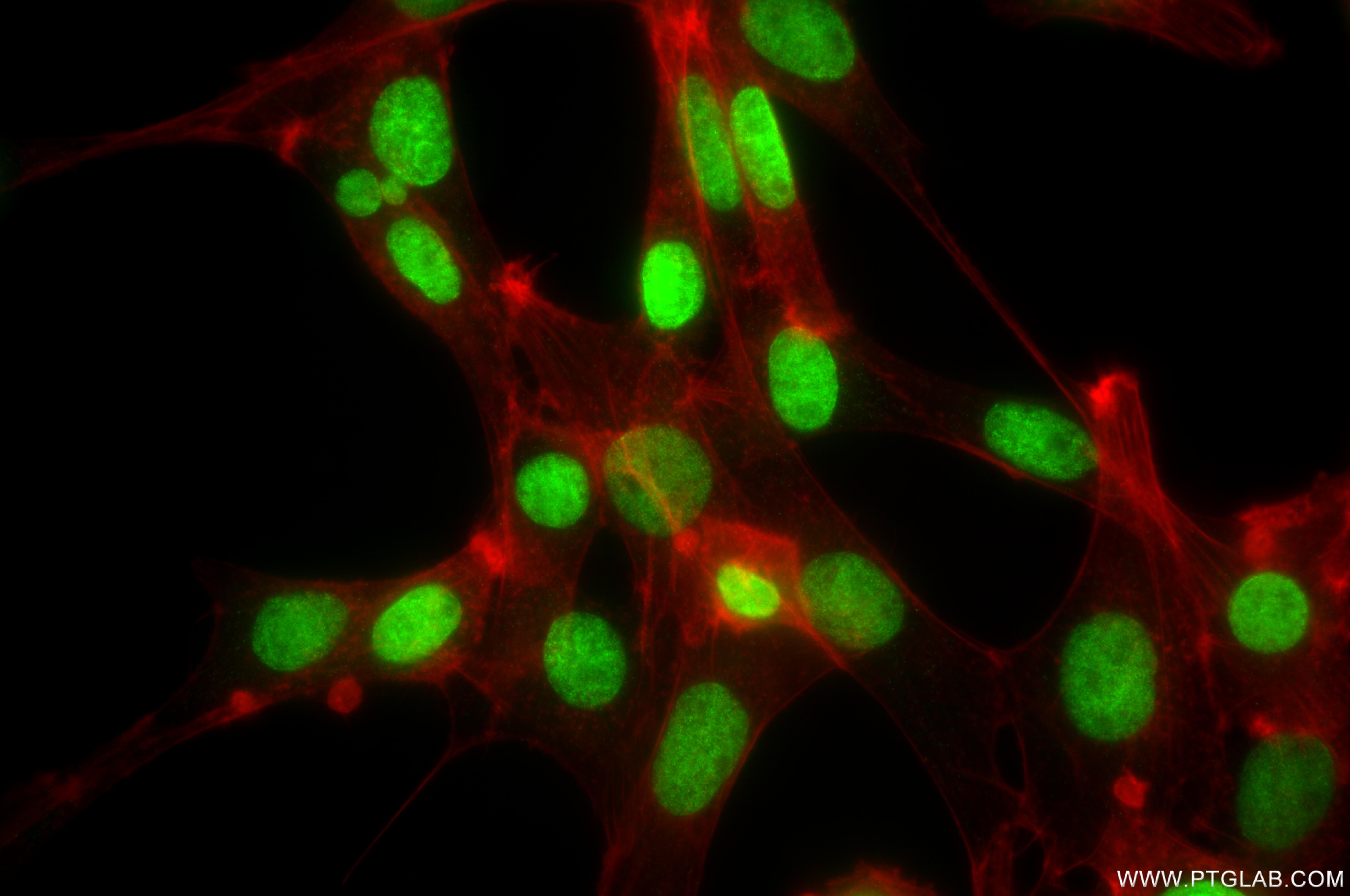IF Staining of NIH/3T3 using 82828-12-RR
