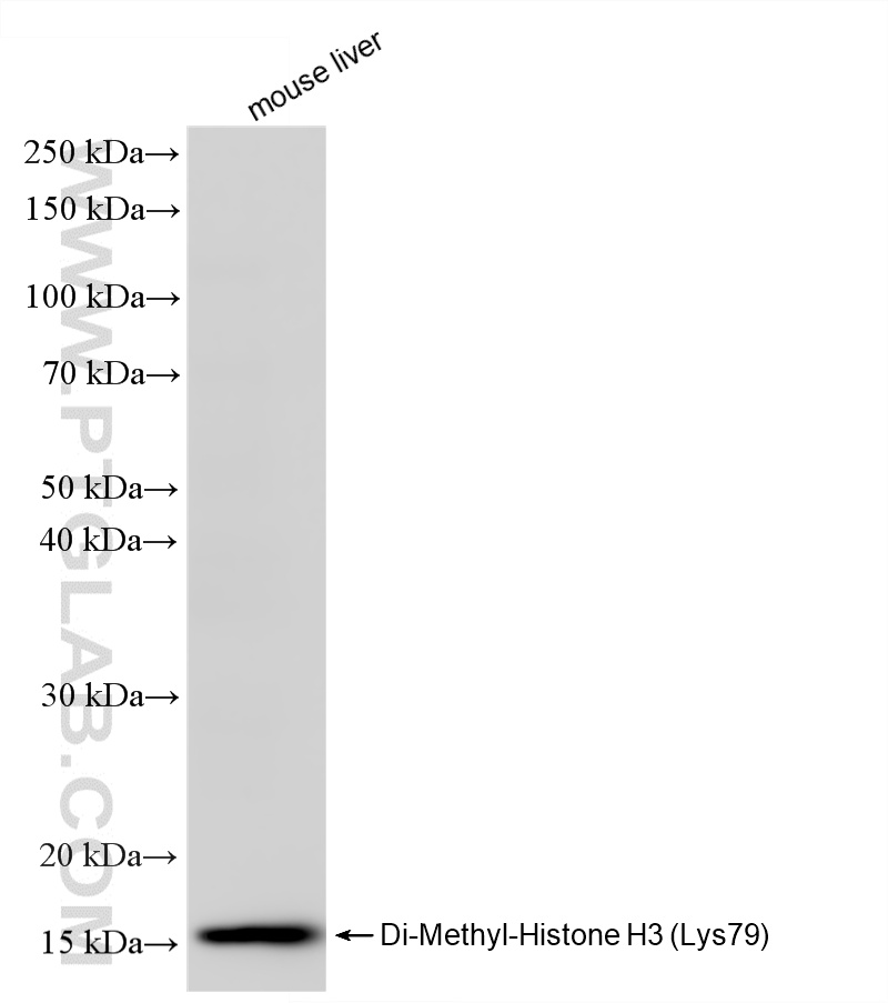 WB analysis of mouse liver using 86734-1-RR