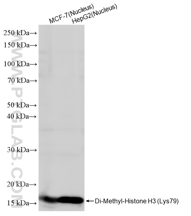 WB analysis using 86734-1-RR