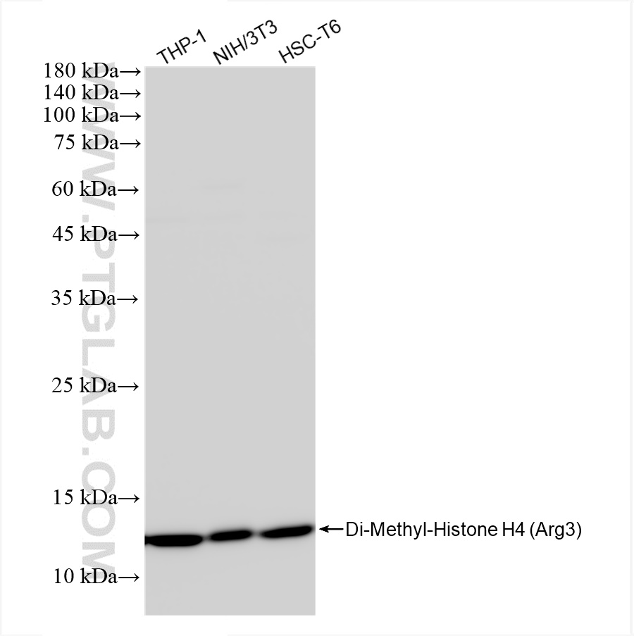 WB analysis using 82859-1-RR