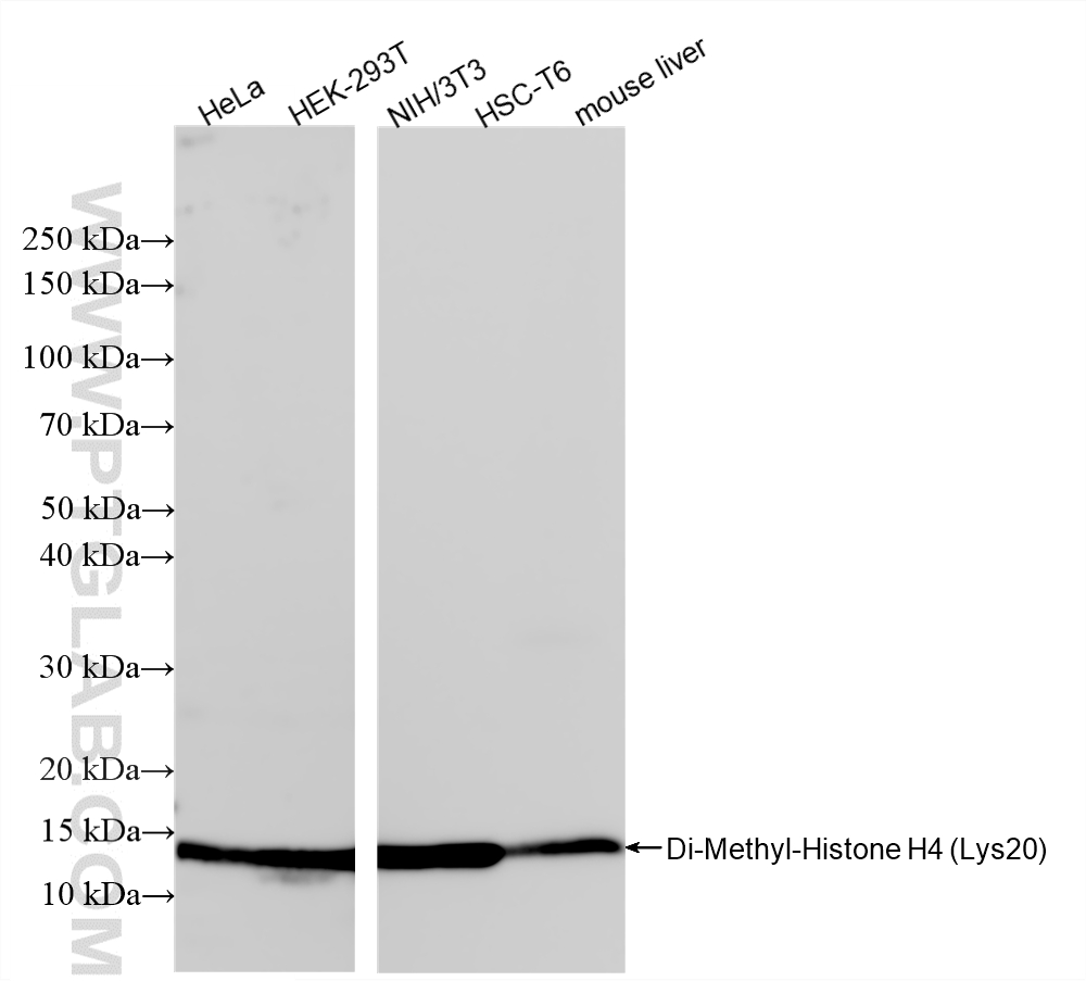 Various lysates were subjected to SDS PAGE followed by western blot with 87006-1-RR (Di-Methyl-Histone H4 (Lys20) antibody) at dilution of 1:5000 incubated at room temperature for 1.5 hours. WB analysis using 87006-1-RR