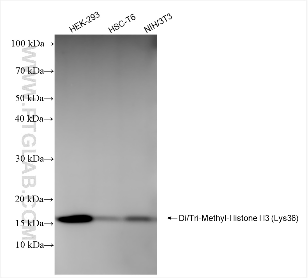 WB analysis using 84329-1-RR