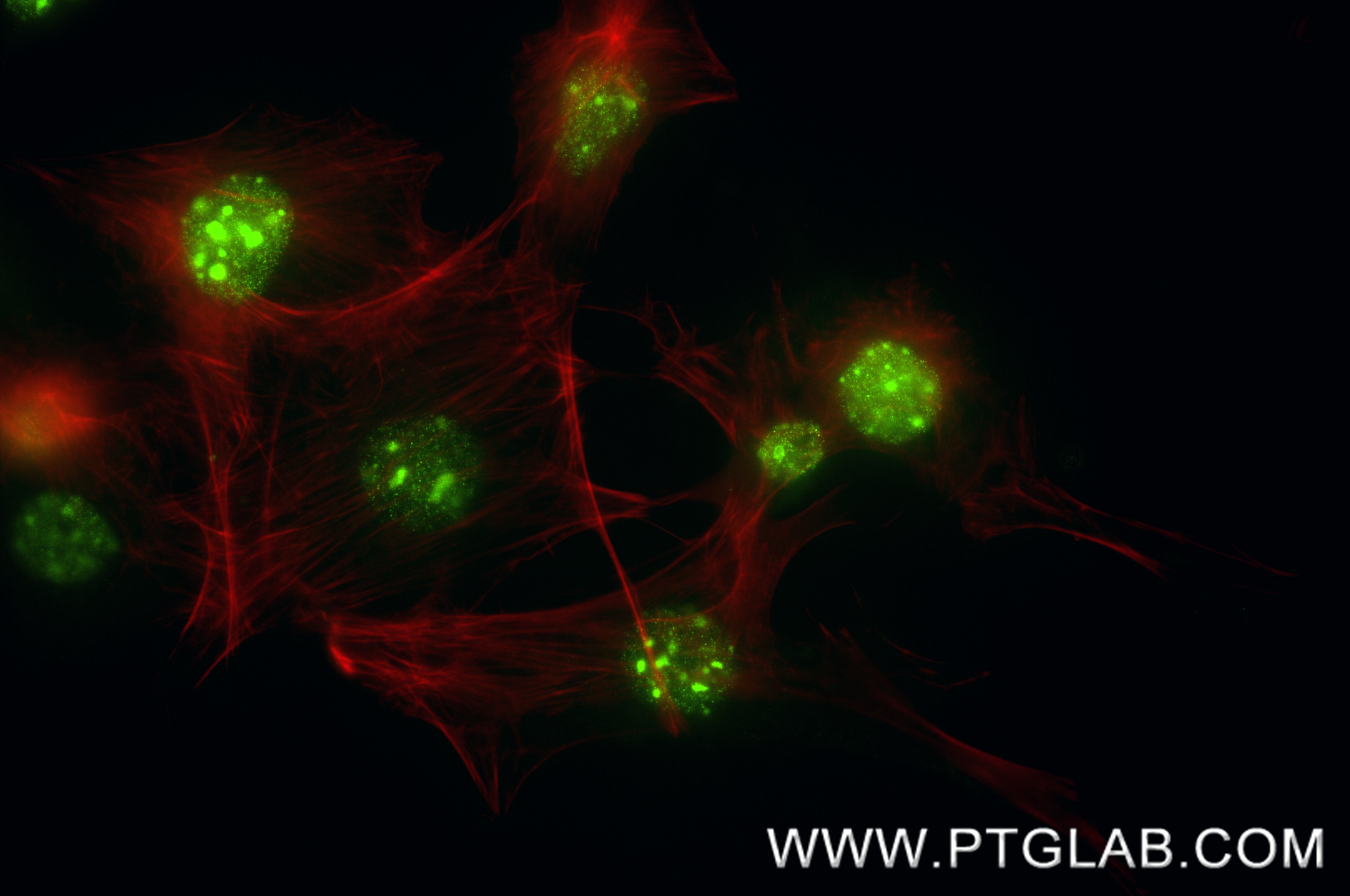 IF Staining of NIH/3T3 using 84329-6-RR IF Staining of NIH/3T3 using 84329-6-RR