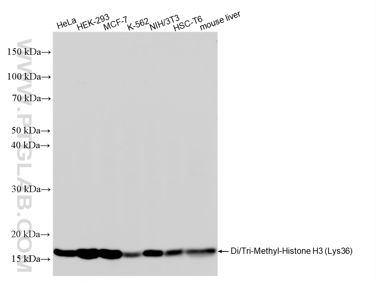 WB analysis using 84329-6-RR WB analysis using 84329-6-RR