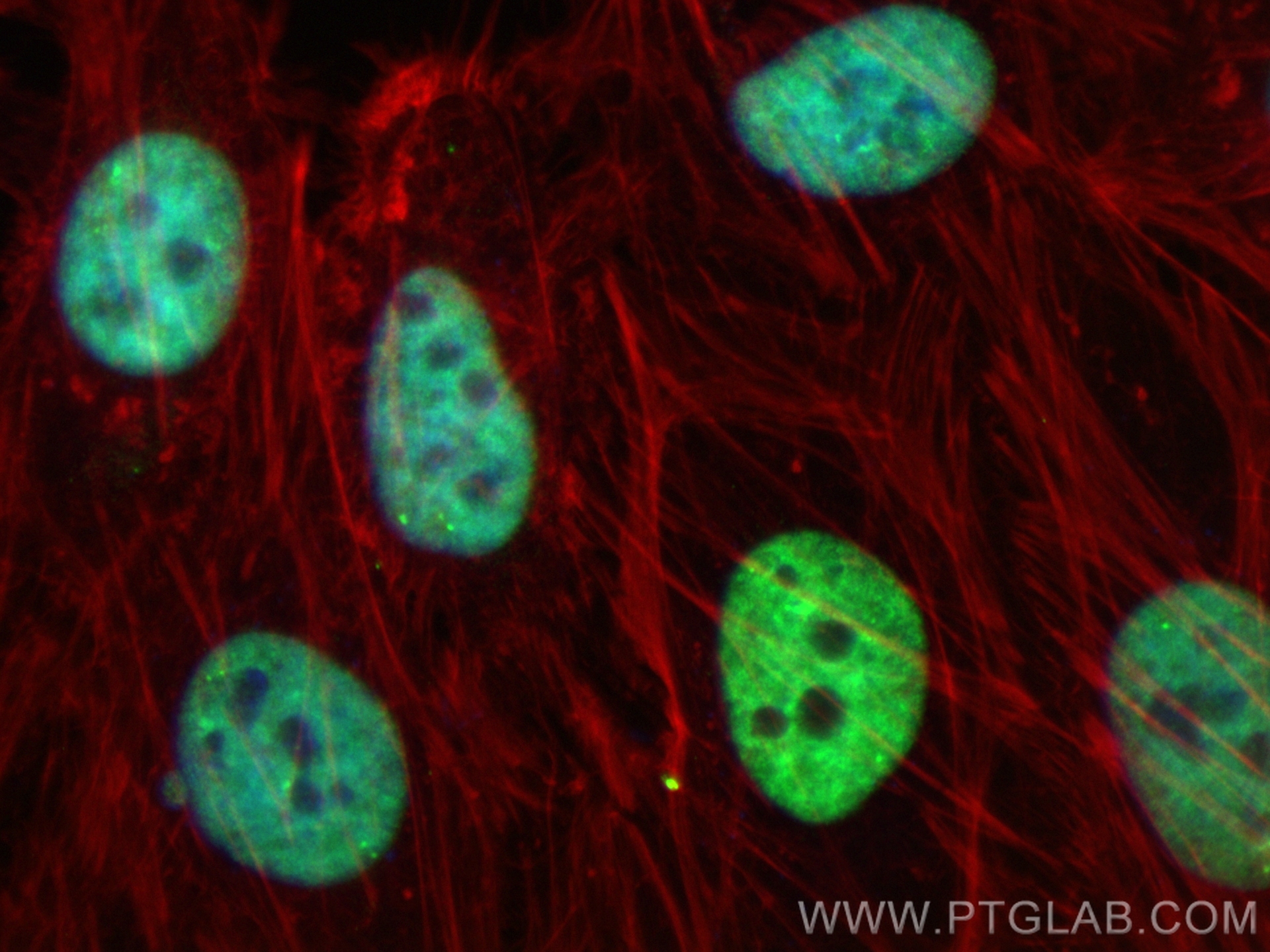 IF Staining of HeLa using CL488-84329