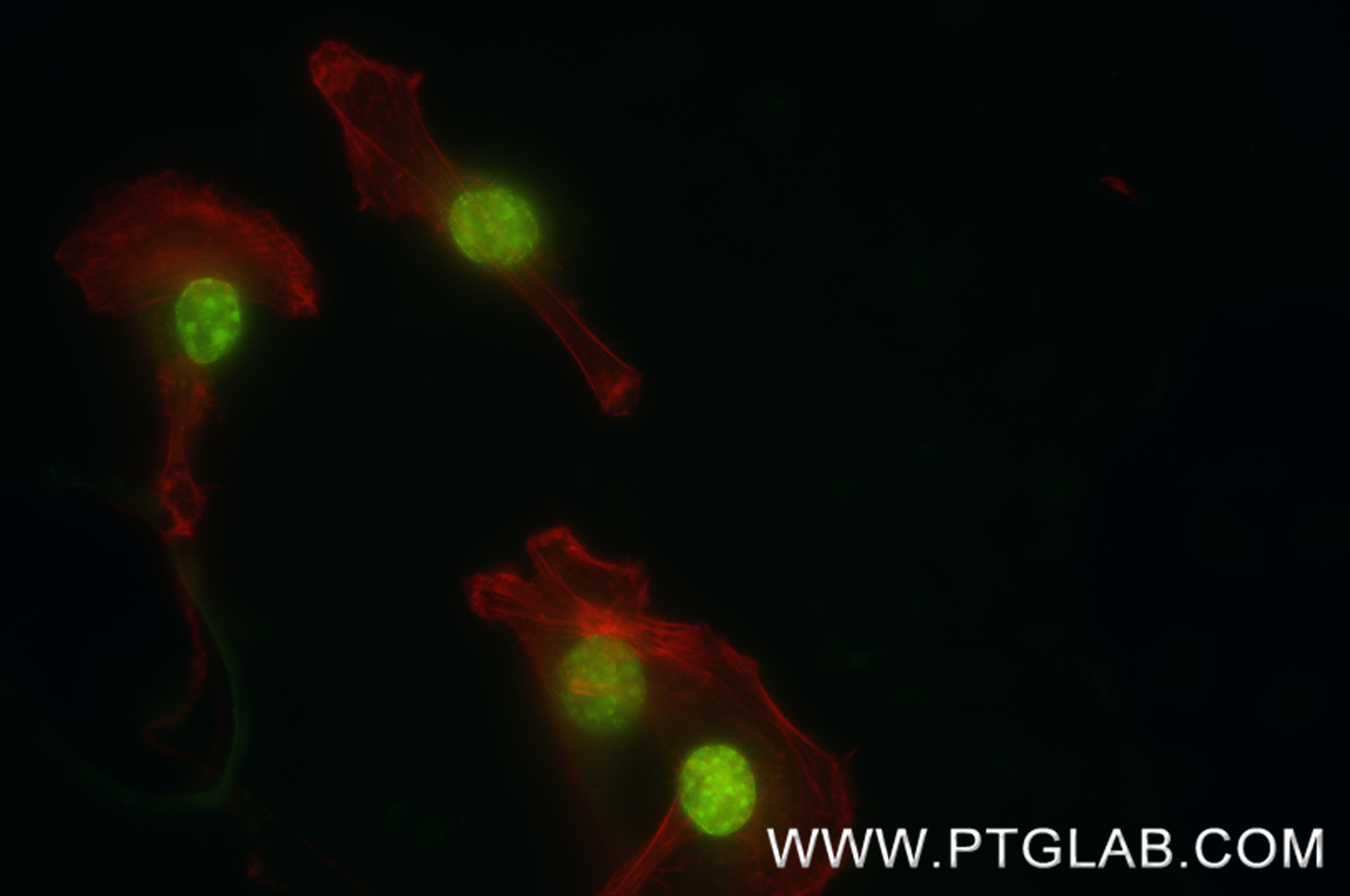 IF Staining of NIH/3T3 using 80240-2-RR IF Staining of NIH/3T3 using 80240-2-RR