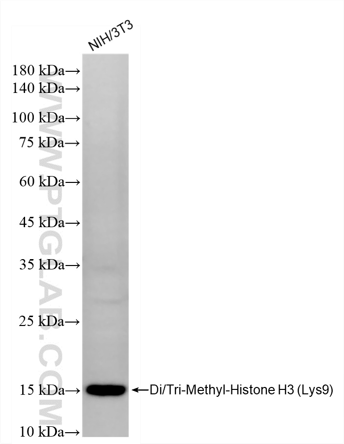 WB analysis of NIH/3T3 using 80240-2-RR WB analysis of NIH/3T3 using 80240-2-RR