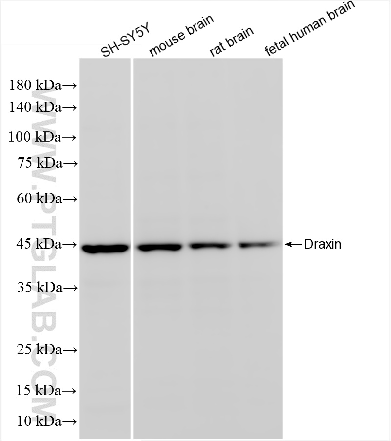WB analysis using 86244-1-RR