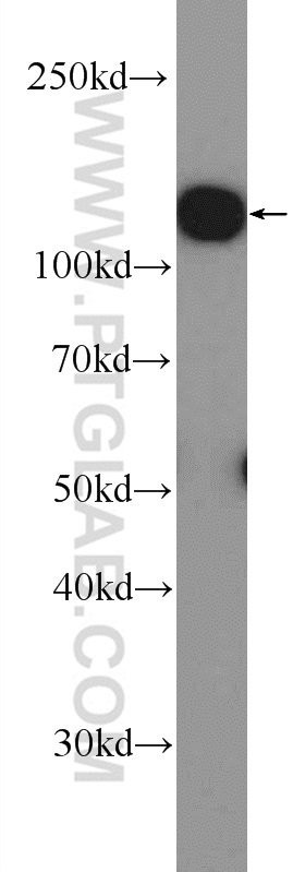 WB analysis of K-562 using 25770-1-AP