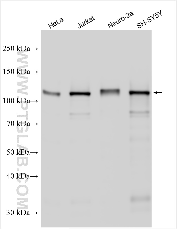 WB analysis using 25770-1-AP