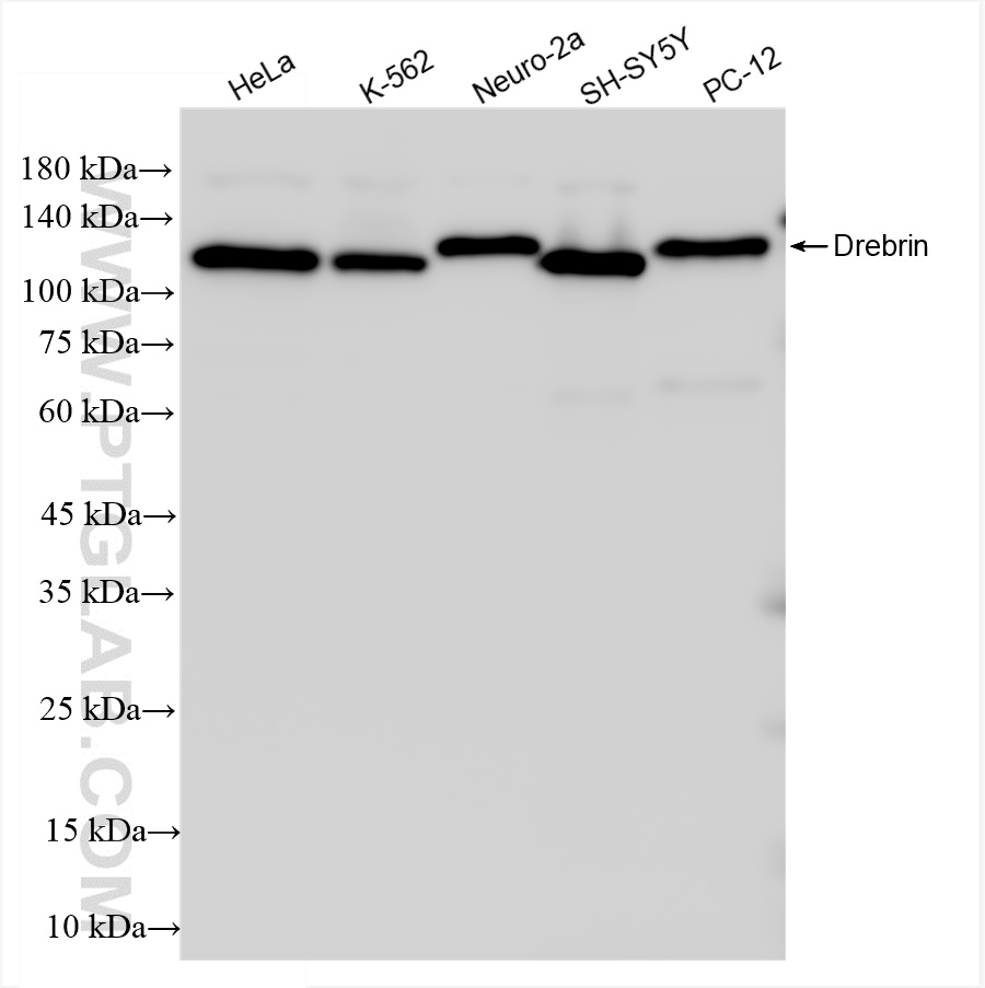 WB analysis using 83591-2-RR