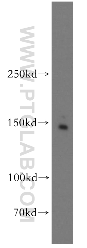 WB analysis of HEK-293 using 55001-1-AP