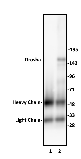 Drosha antibody (pAb) tested by Immunoprecipitation. 10 ul of Drosha antibody was used to immunoprecipitate Drosha from 250 ug of HeLa nuclear cell extract (lane 2). 10 ul of rabbit IgG was used as a negative control (lane 1). The immunoprecipitated protein was detected by Western blotting using the Drosha antibody at a dilution of 1:500.