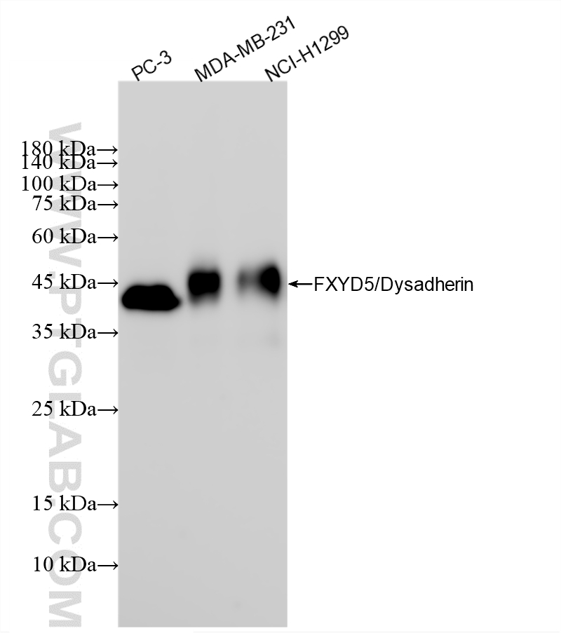WB analysis using 85025-6-RR