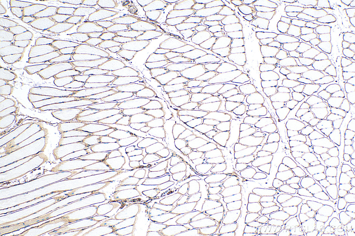 IHC staining of mouse skeletal muscle using 68120-1-Ig