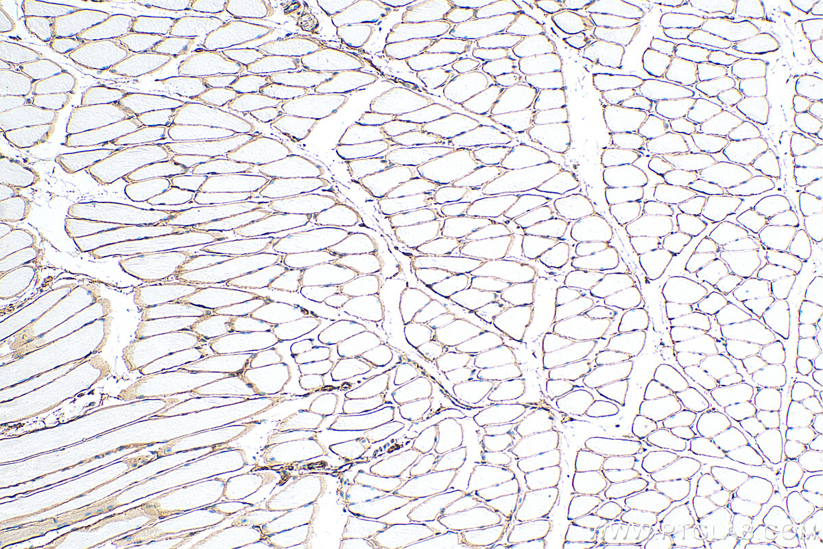 IHC staining of mouse skeletal muscle using 68120-1-Ig (same clone as 68120-1-PBS)