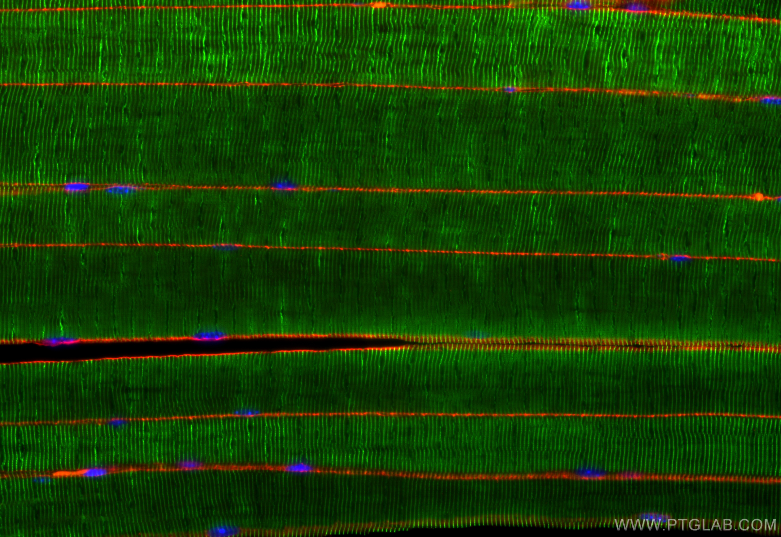 IF Staining of mouse skeletal muscle using 83609-5-RR