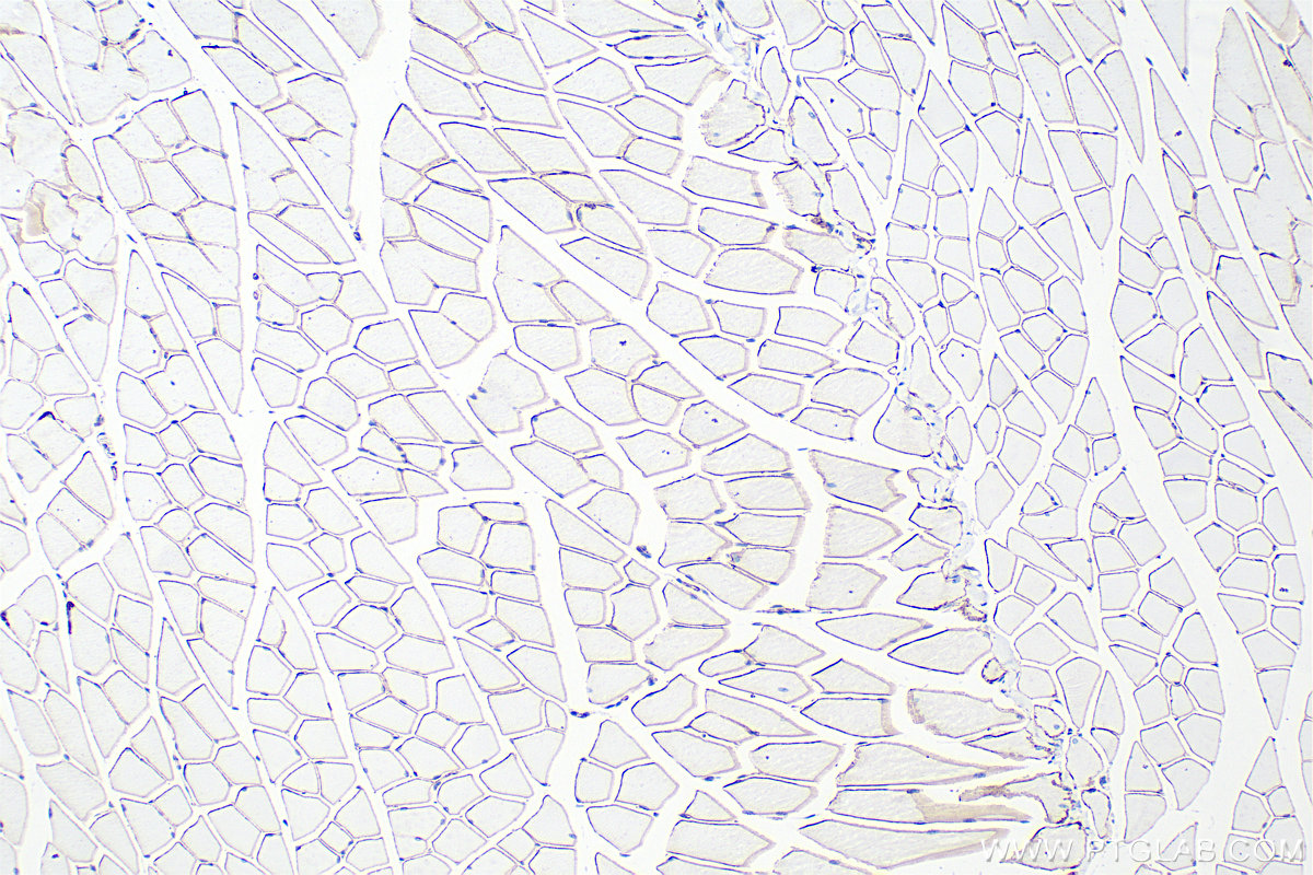 IHC staining of mouse skeletal muscle using 83609-5-RR