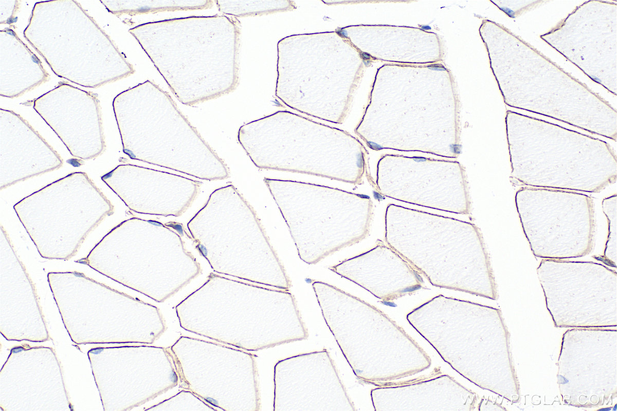 IHC staining of mouse skeletal muscle using 83609-5-RR