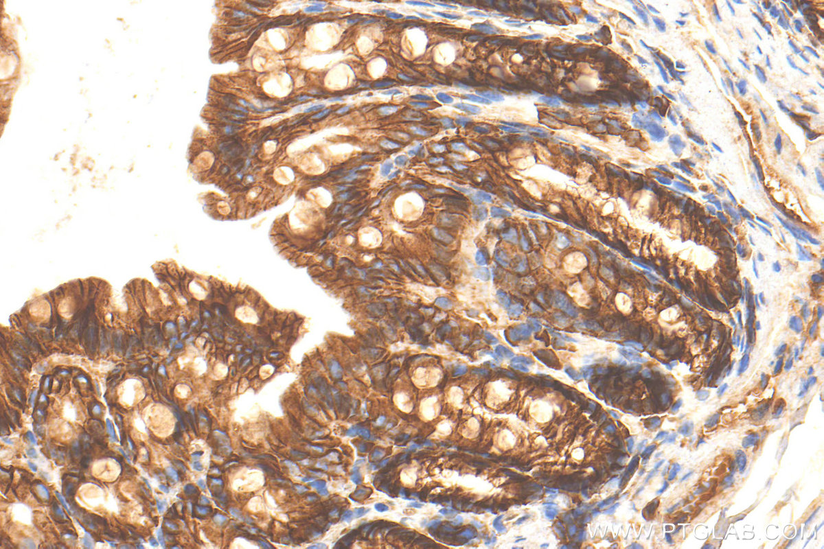 IHC staining of mouse colon using 31863-1-AP