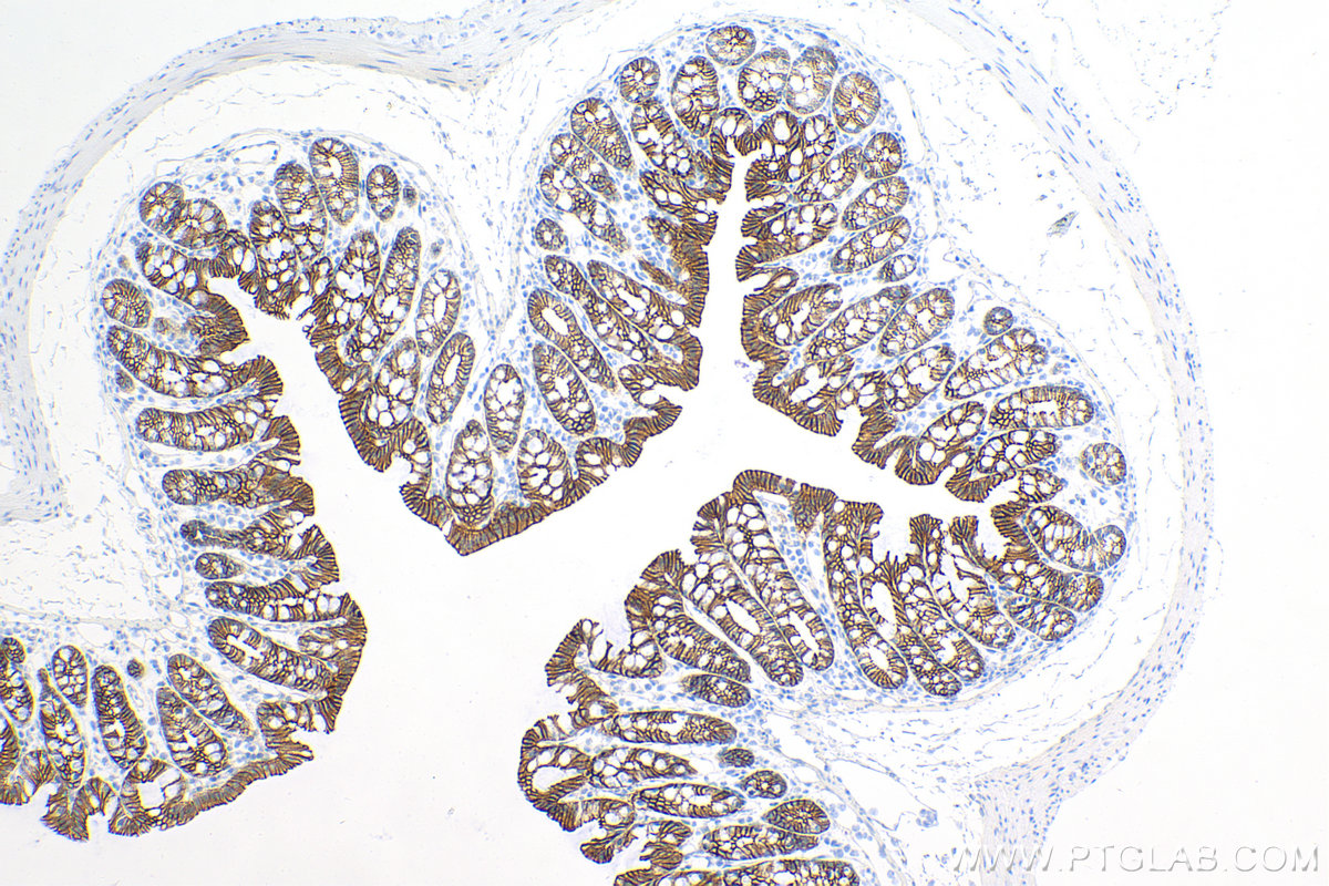 IHC staining of mouse colon using 84111-1-RR (same clone as 84111-1-PBS)