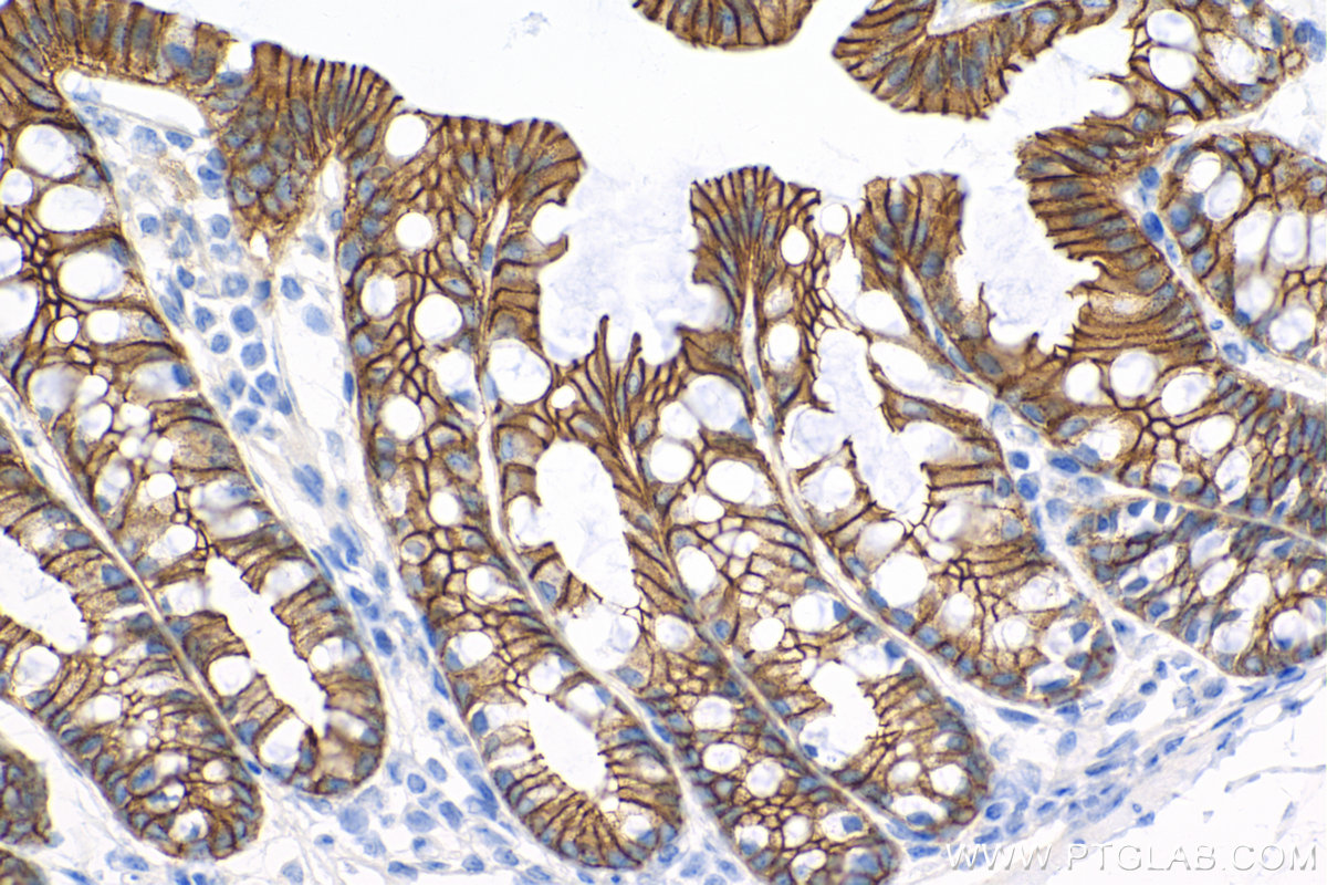 IHC staining of mouse colon using 84111-1-RR (same clone as 84111-1-PBS)