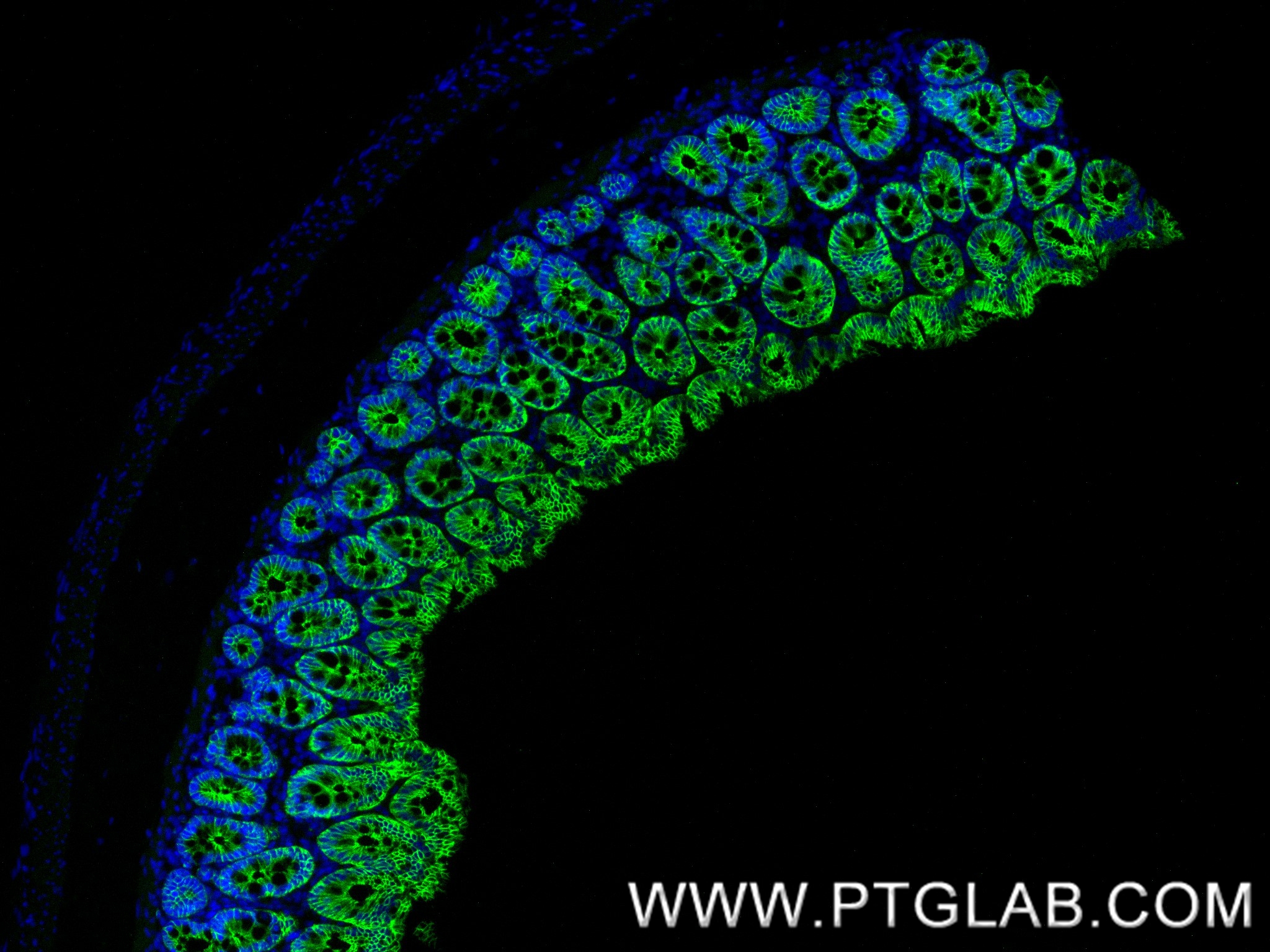 IF Staining of rat colon using 84646-4-RR