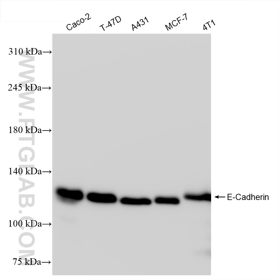 WB analysis using 84646-4-RR
