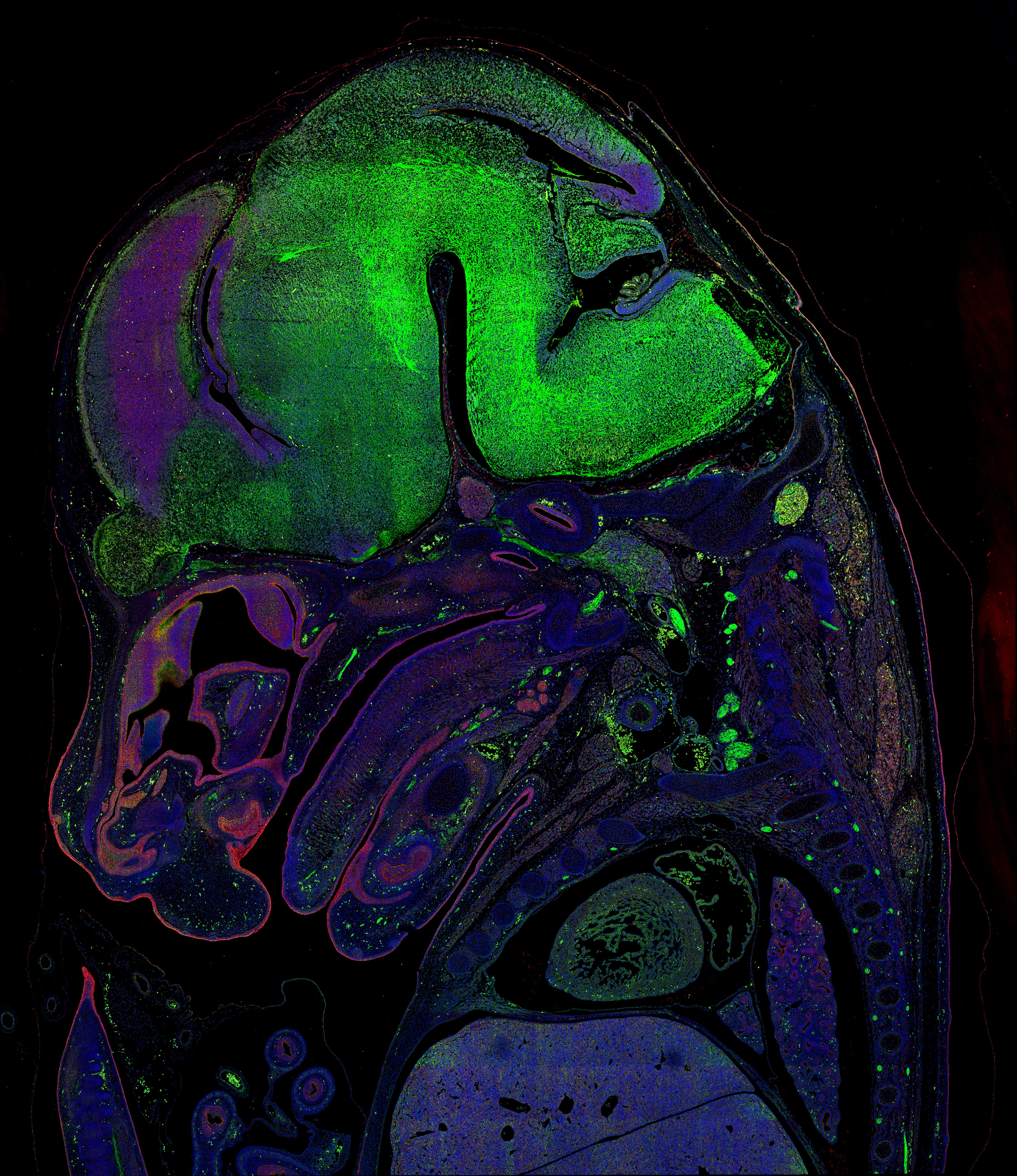 IF Staining of mouse embryo using 20874-1-AP