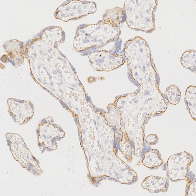 IHC staining of human placenta using 83991-4-RR IHC staining of human placenta using 83991-4-RR