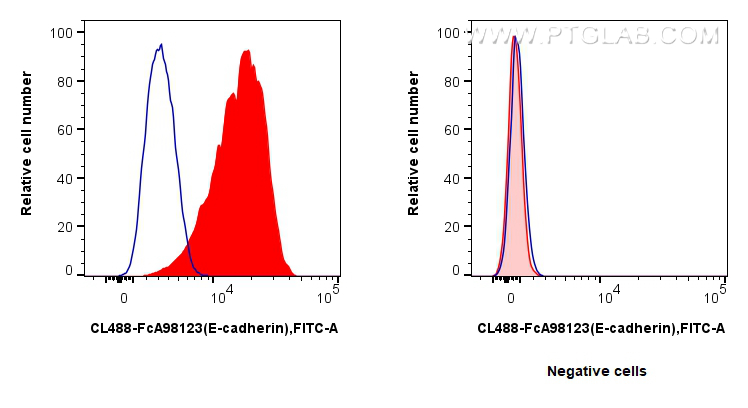FC experiment of HT-29 using CL488-FcA98123 FC experiment of HT-29 using CL488-FcA98123